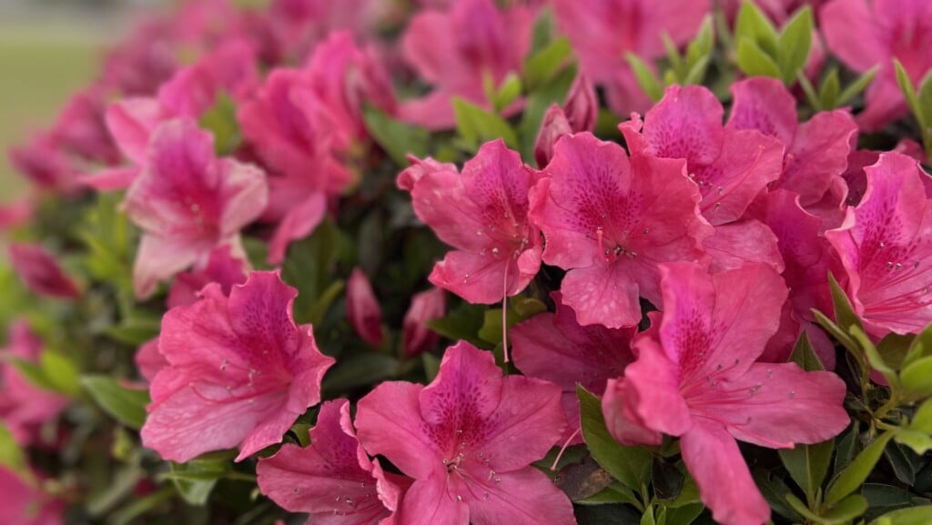 Azalea