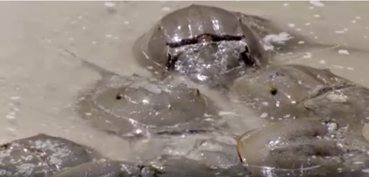 Horseshoe Crabs