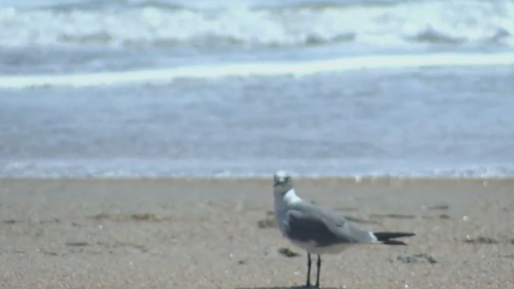 The town council has approved an ordinance which bans feeding birds on or near the beach. The request was made after several citizens complained about the seagulls being fed near beach access points, (Photo: Emily Andrews/WWAY News).