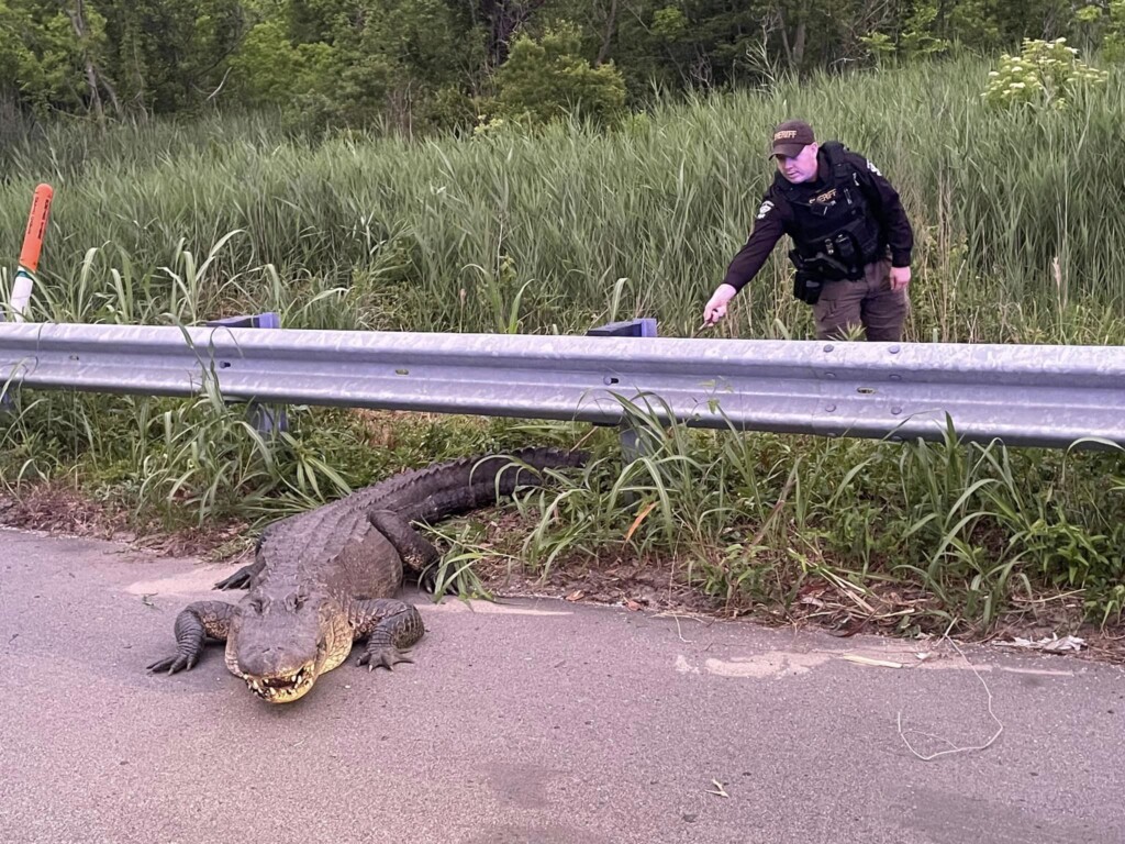 Bcso Removes Gator From Road