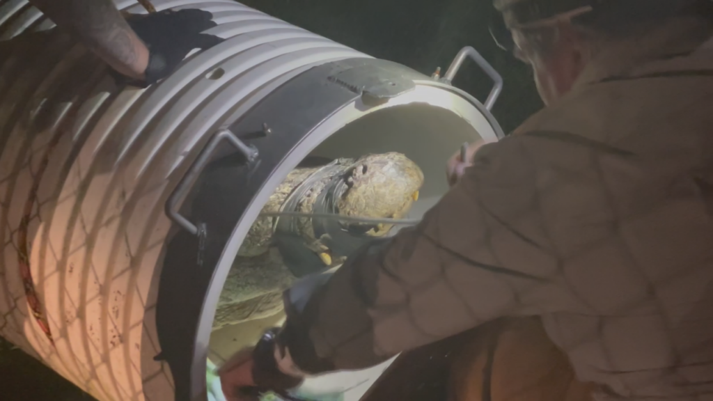 An alligator hit by a car in New Bern on May 29, 2024 is wrangled and put into a transport tube