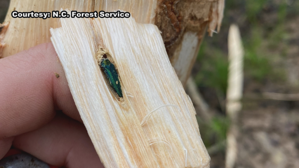 The North Carolina Forest Service has put out an alert after a type of invasive pest has killed millions of trees in the U.S.. The creature is now posing a threat to parts of southeastern North Carolina, (Photo: courtesy of N.C. Forest Service).