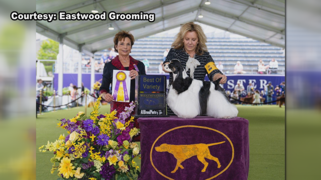 The Westminster Kennel Club Dog Show took place over the weekend in New York and a dog with a Cape Fear connection is returning as a winner, (Photo: Eastwood Grooming).