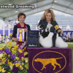 The Westminster Kennel Club Dog Show took place over the weekend in New York and a dog with a Cape Fear connection is returning as a winner, (Photo: Eastwood Grooming).
