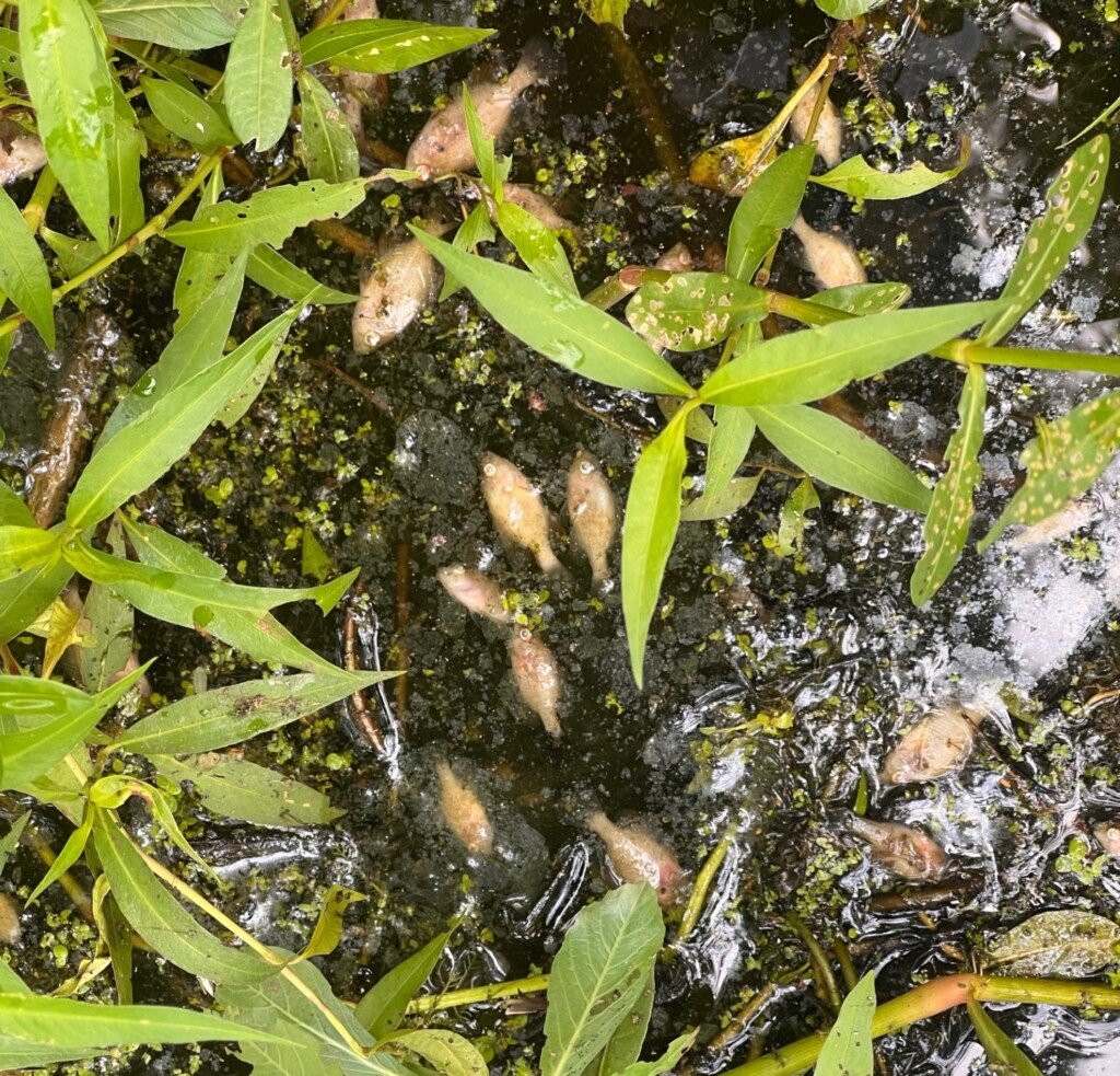 Fish Kill