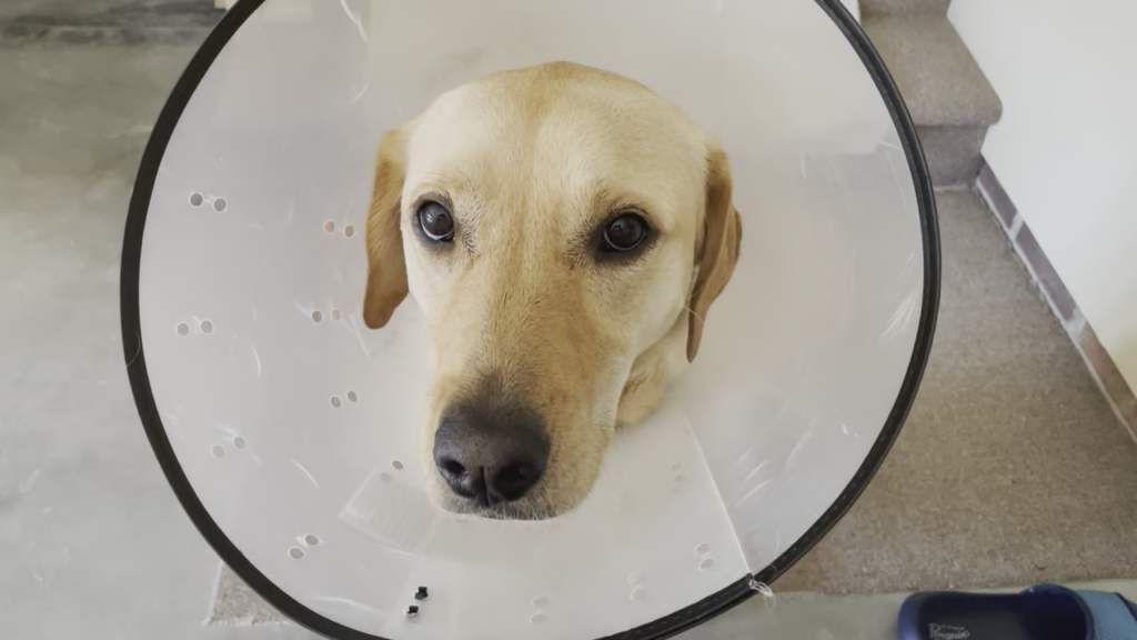 While more people are spending time outdoors this time of year, rising temperatures can be dangerous for you and your pet, (Photo: Jeff Rivenbark).