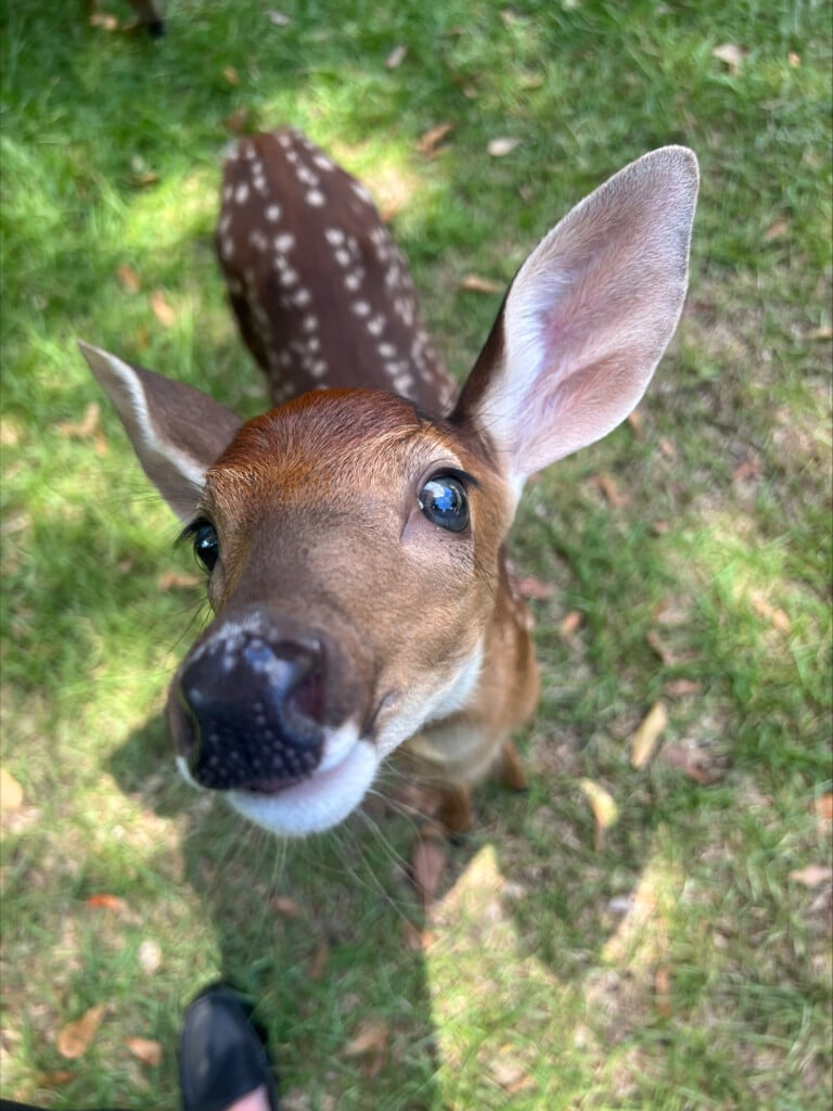 Oh, deer! It's fawn season which means you may see more of these baby deer firsthand. But wildlife experts said there are a number of do's and don'ts if you happen to come across one, (Photo: Emily Andrews/WWAY News).