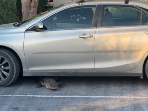 Car Gator