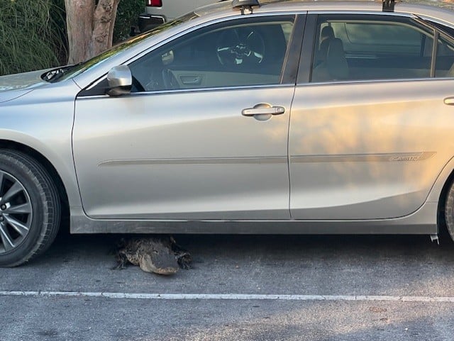 Car Gator