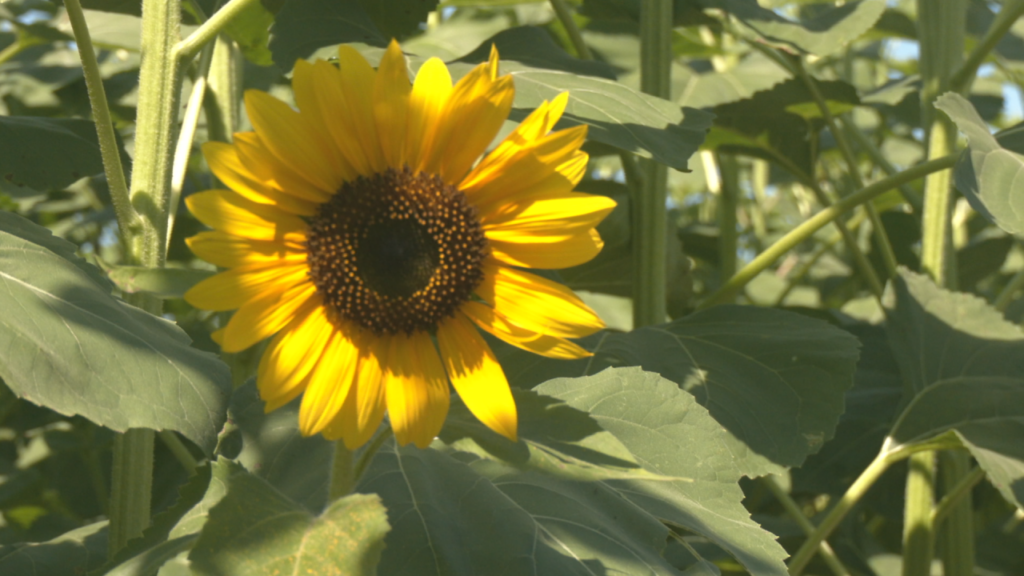 The sunflower maze off Blue Clay Rd. is the largest in New Hanover County, and will last for two and a half weeks until another sunflower maze will open, lasting until mid-July.  (Photo: Nate Mauldin/WWAY)