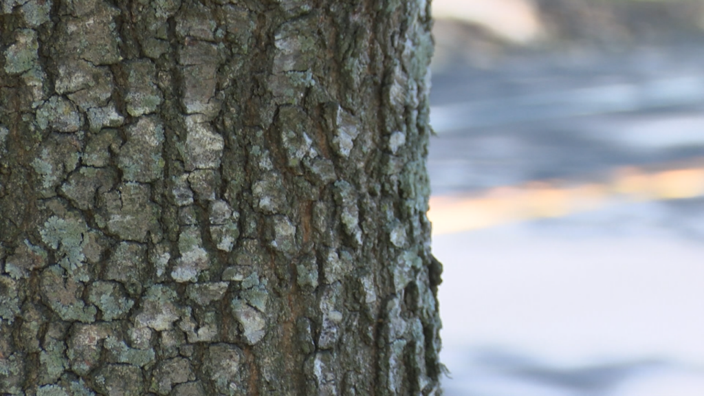 Starting next week, a project to replace trees along a portion of one of Wilmington's busiest streets will begin, (Photo: Emily Andrews/WWAY News).