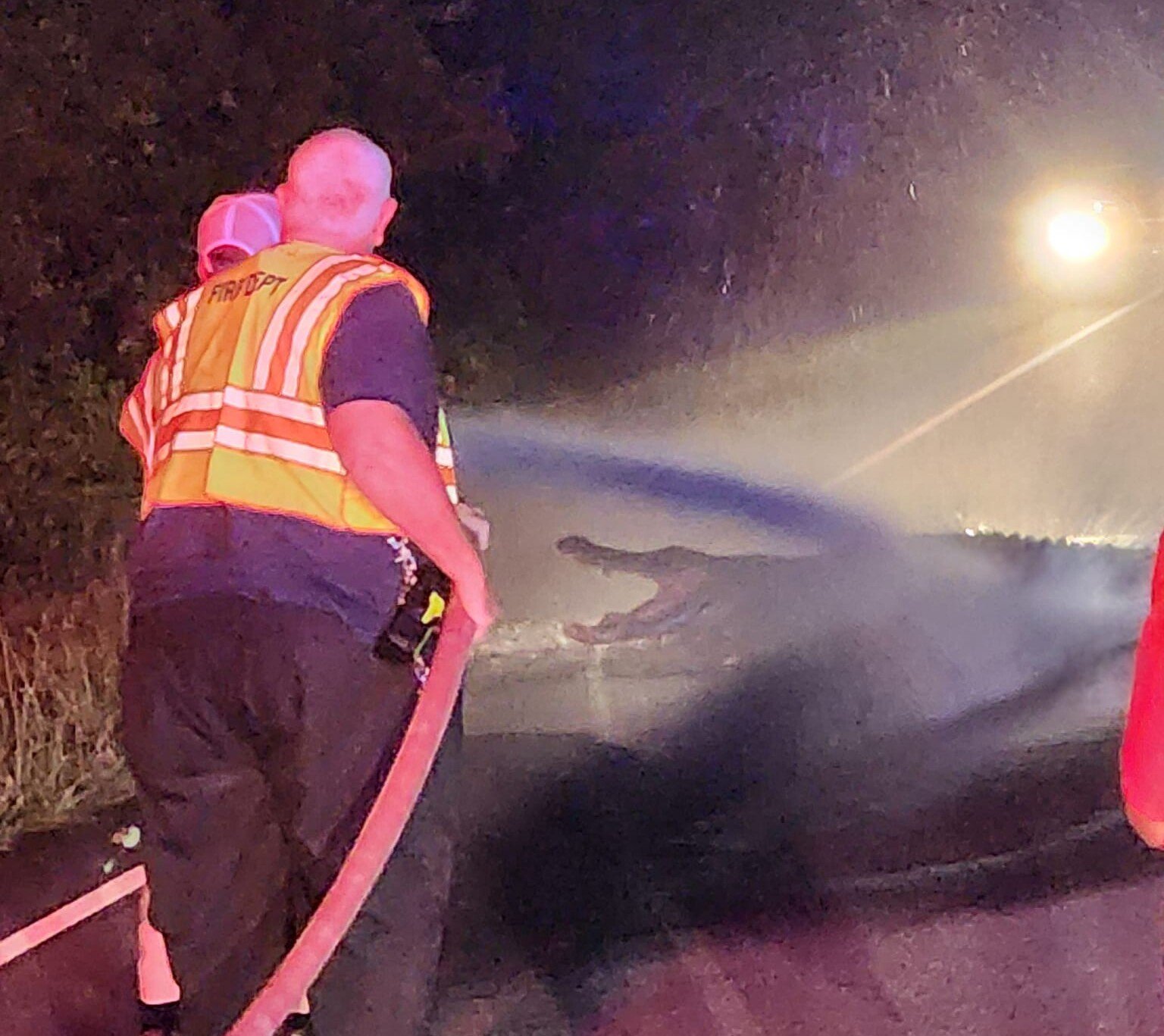 Large alligator removed from road after lunging at passing drivers in