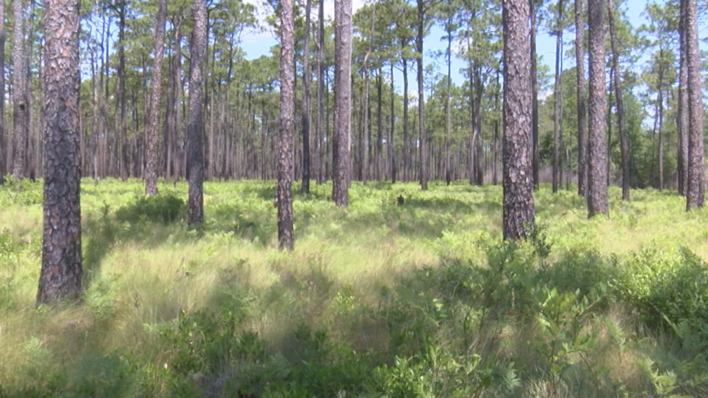 June 13 marks one year since a wildfire tore through nearly 16,000 acres of the Green Swamp Preserve. WWAY took a tour of that land on Tuesday, to see what the Green Swamp looks like now. Vegetation that was once covered in ash, is now showing signs of healthy new growth, (Photo: Emily Andrews/WWAY News).