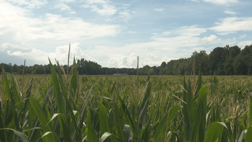 Cornweb3