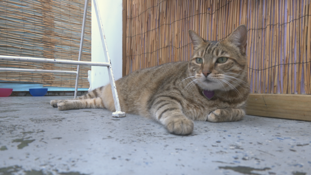 Bibi rests in Happy Hippies Java Hut on Saturday, July 6, 2024. (Photo: Nate Mauldin/WWAY)