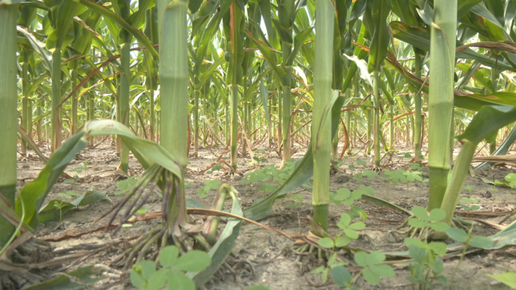 Cornweb2