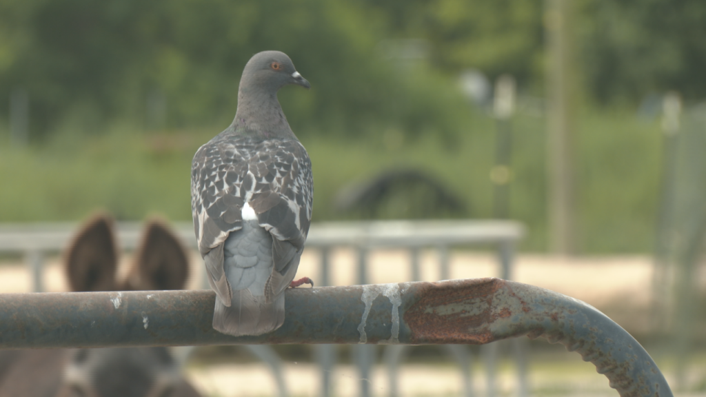The loud bangs that come along with those beautiful displays can greatly impact and even injure wildlife, particularly birds.  (Photo: Nate Mauldin/WWAY)