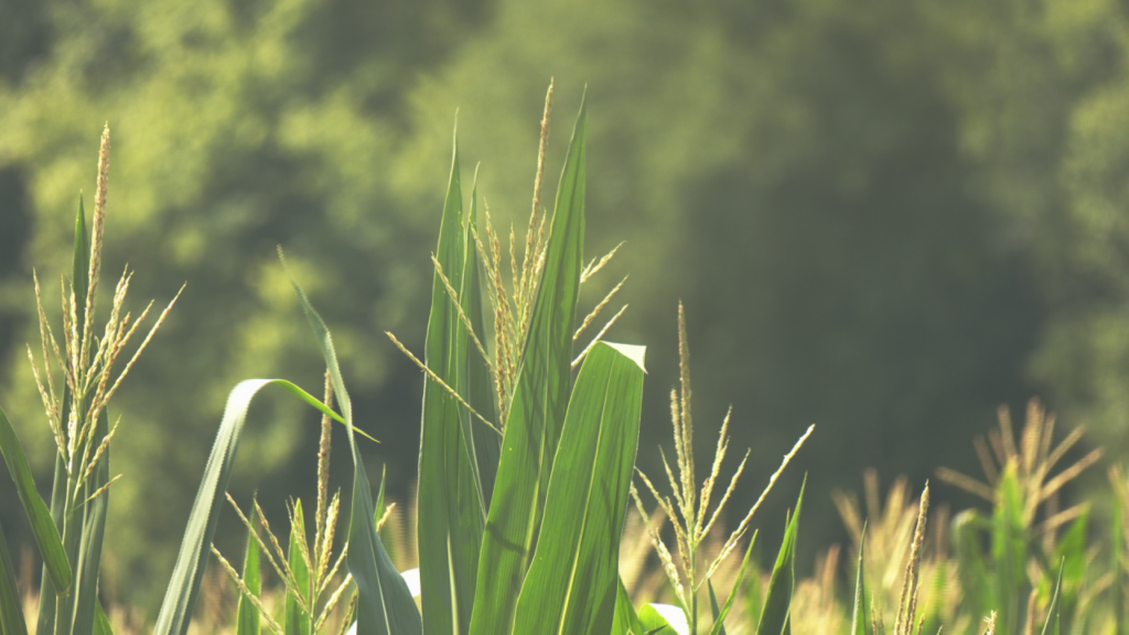 Cornweb