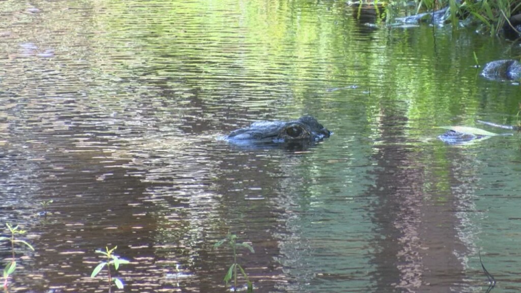 Alligator Web Story