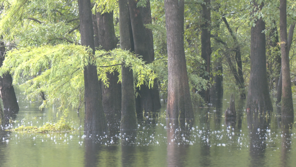 A view of the Black River during Tropical Storm Debby on August 8, 2024. (Photo: Nate Mauldin/WWAY)