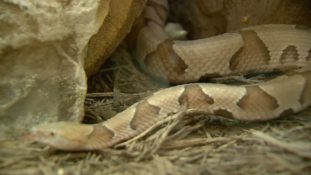 (Photo: CBS Newspath)