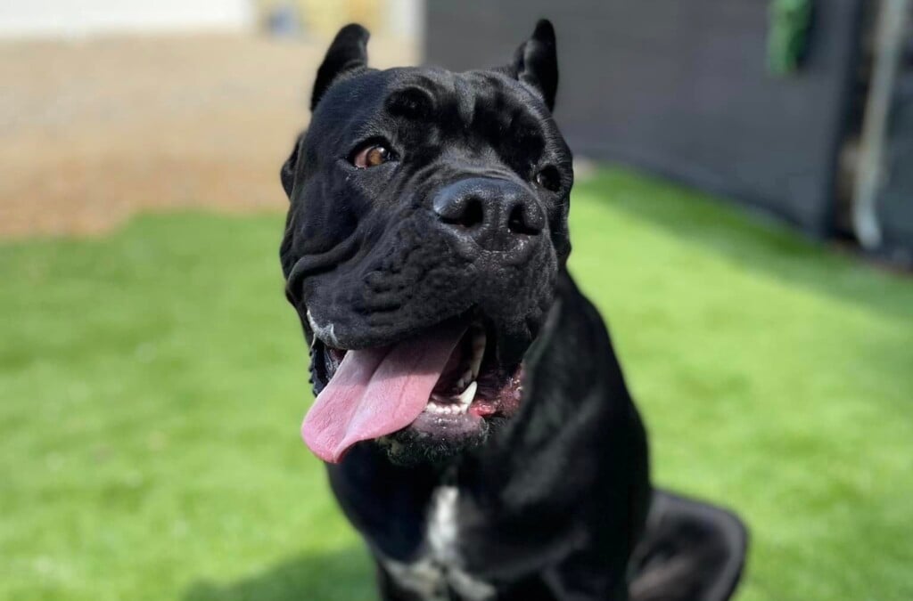 Enzo