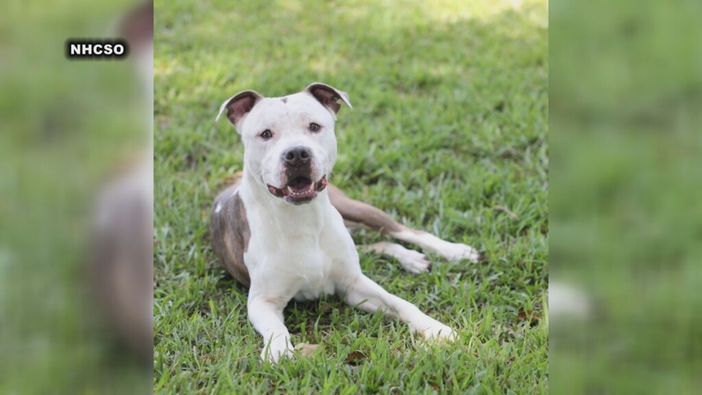 Petpal