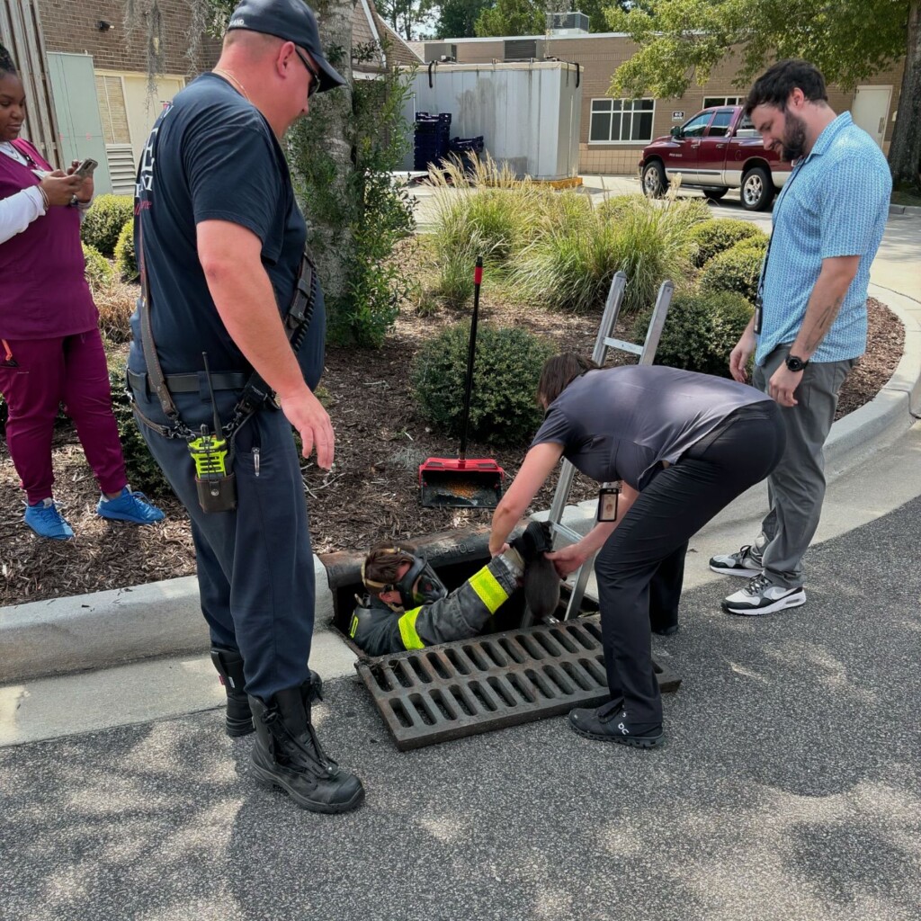 Wfd Cat Rescue 3