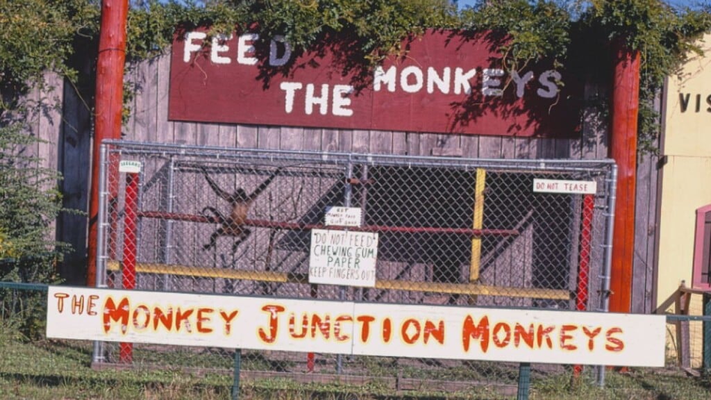Monkey Junction