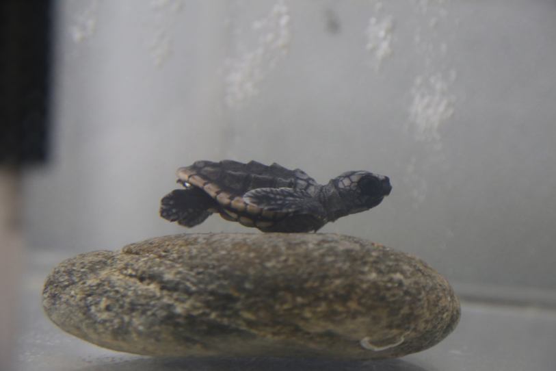 Atlas Sea Turtle