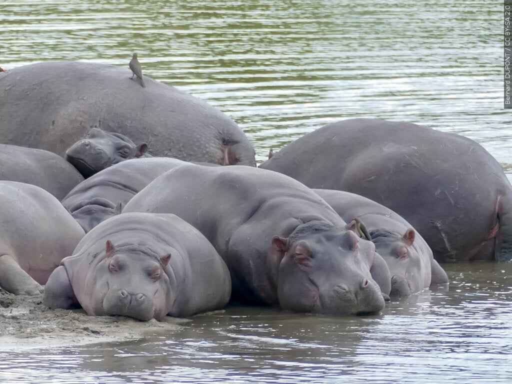 Pygmy hippos - Figure 1