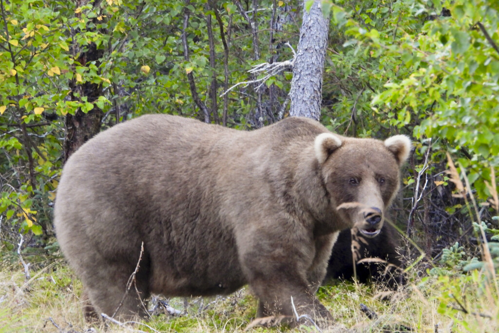 Alaska Fat Bear Week