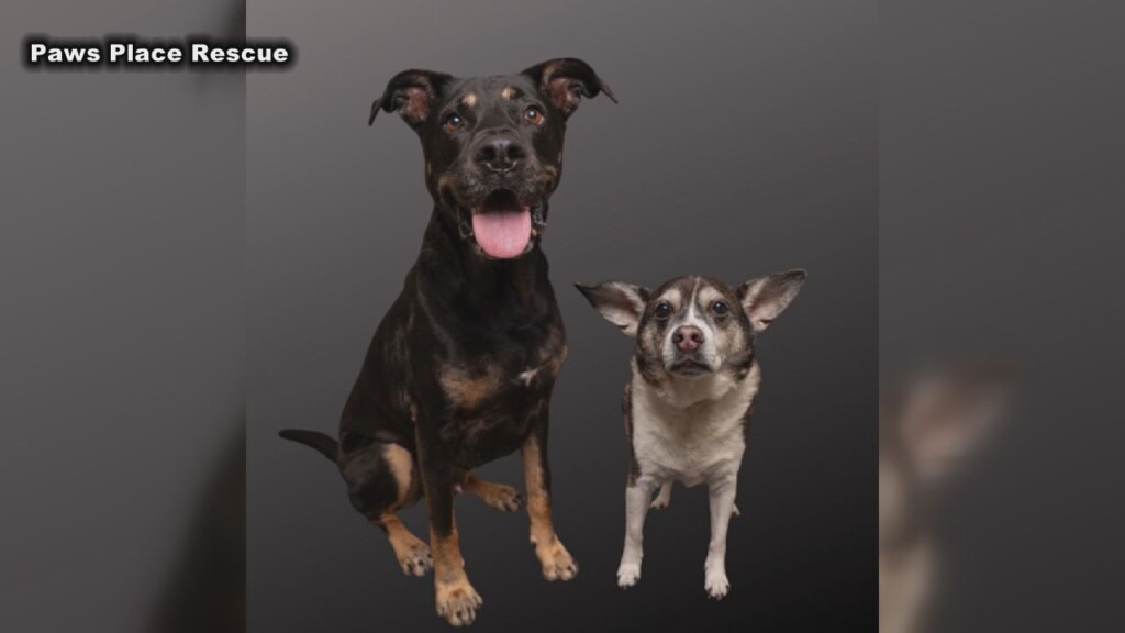 Happy and Jake are a bonded pair available for adoption at Paws Place Rescue in Winnabow.