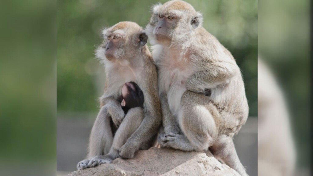 Monkey