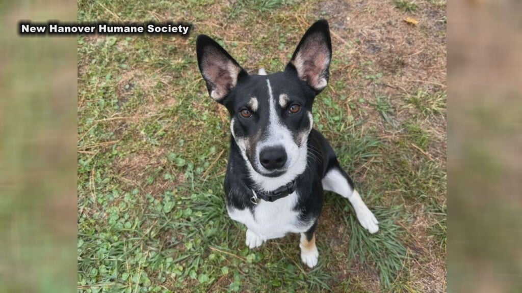 Ferb is up for adoption at the New Hanover County Humane Society.