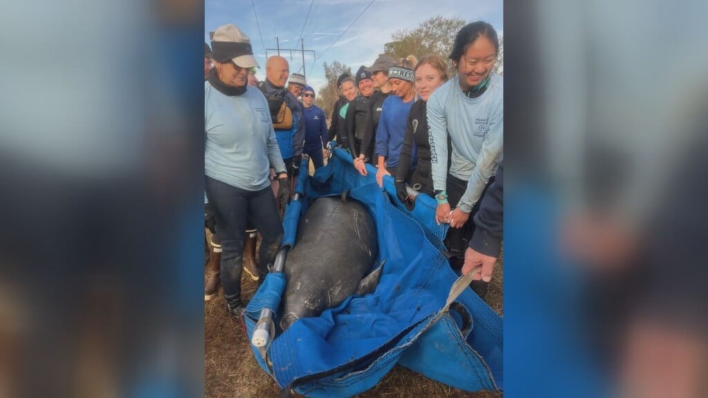 Manatee Rescue