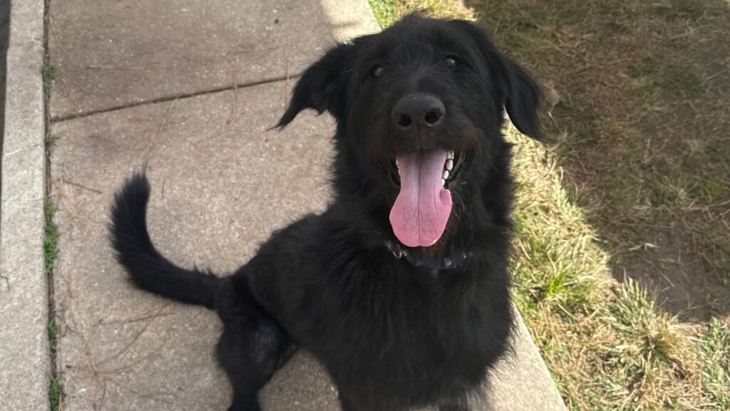 Pet Pals 110524