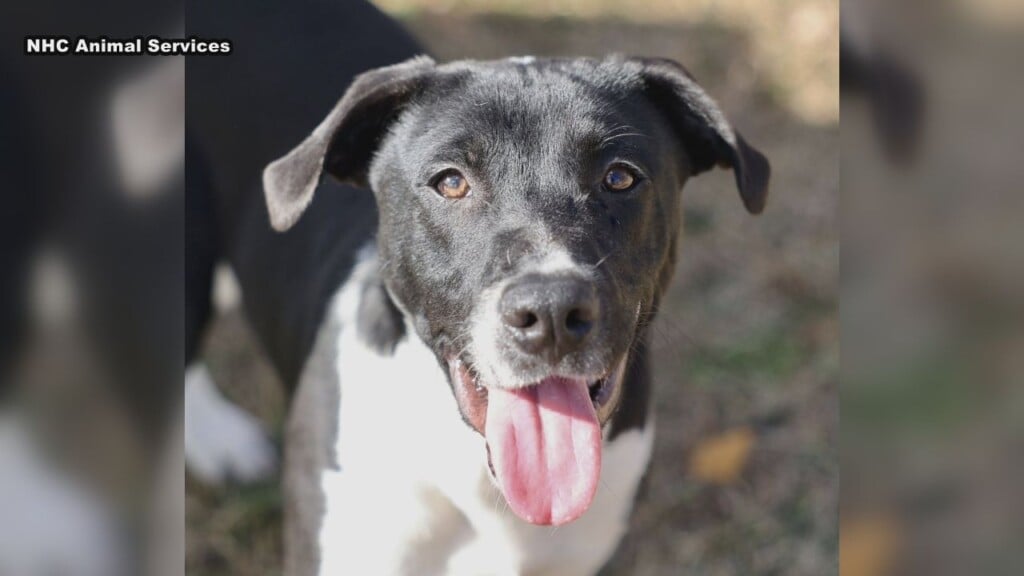 Petpalfix