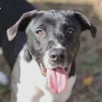 Petpalfix