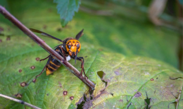 Murder Hornet