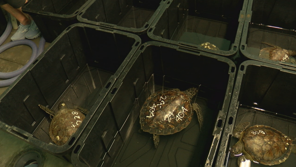 Turtles