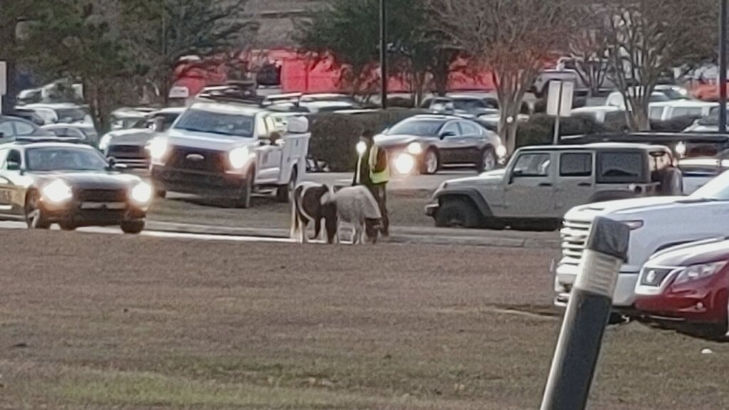Pony