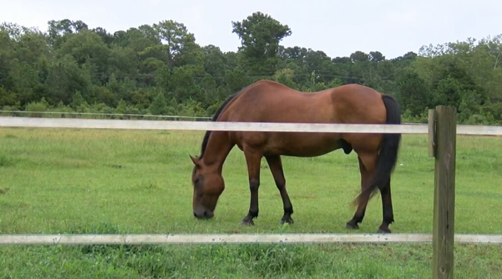 Horse
