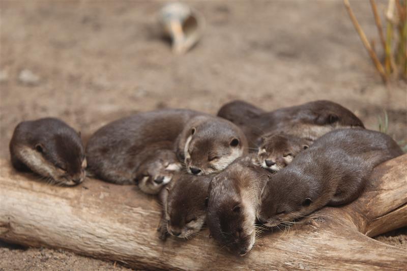 Otter Family Of 8 Snuggled