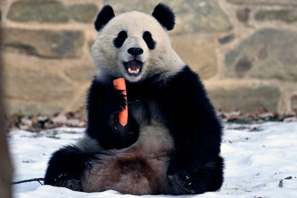 National Zoo Pandas