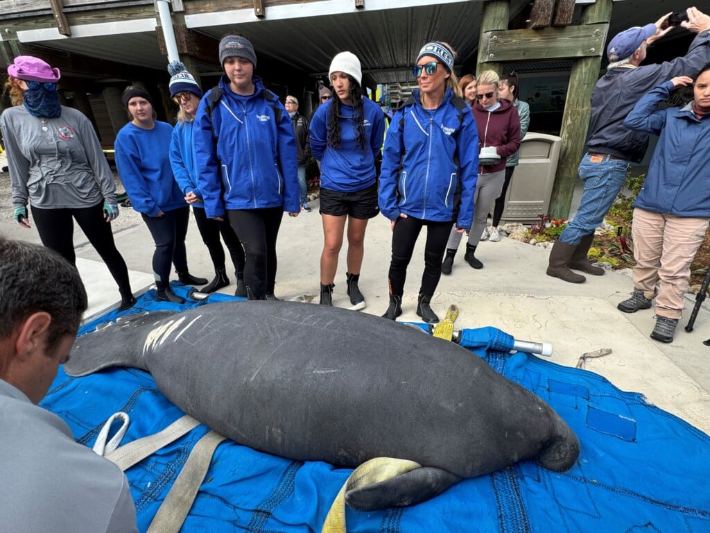 Pamlicos Release Fws