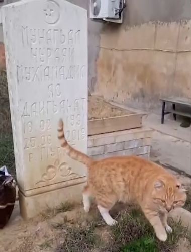 Cat