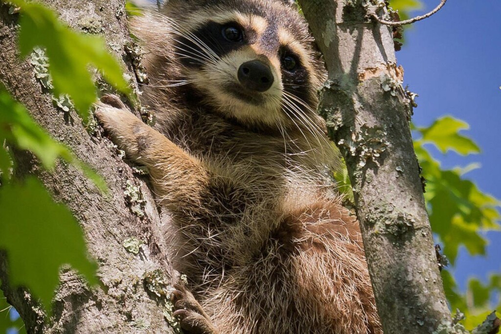 Raccoon Cover