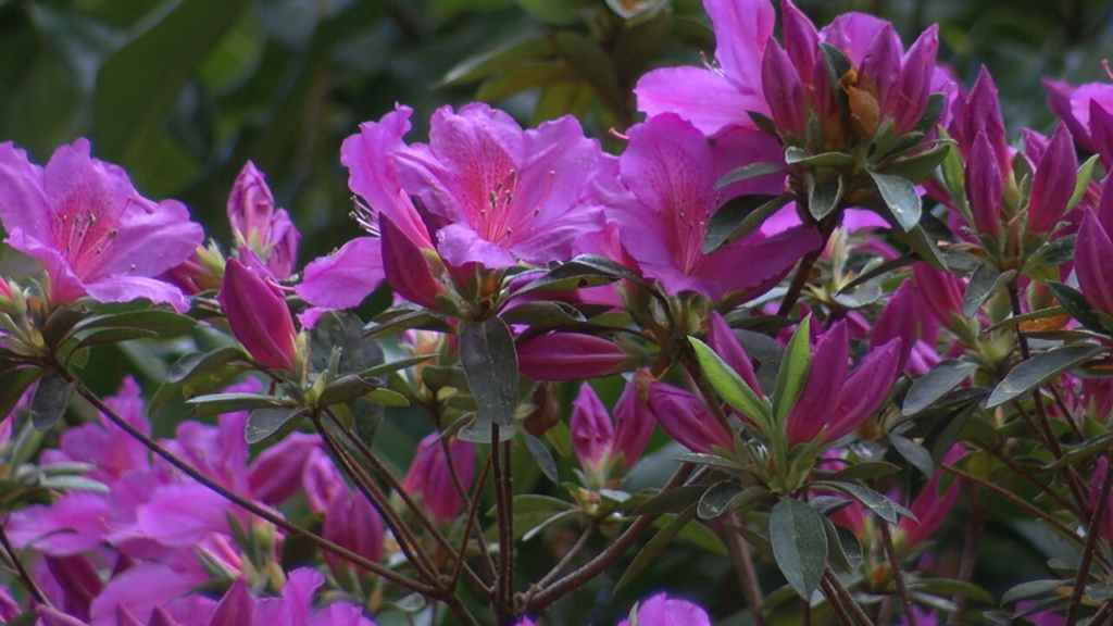 Azalea Festival