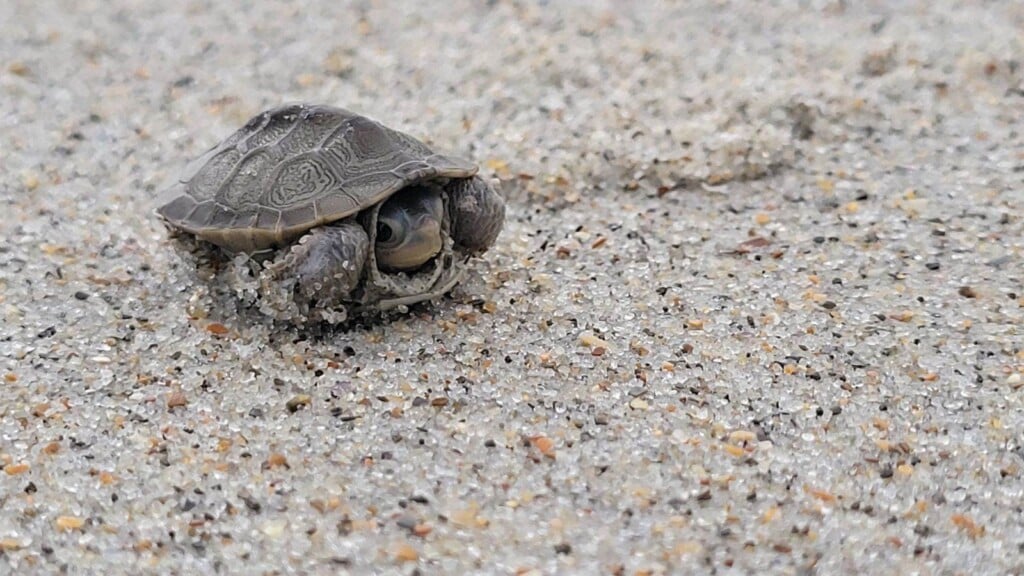 Pks Terrapinhatchling